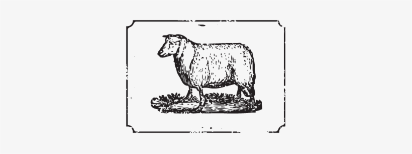 Lamb - Cattle, transparent png #8915763
