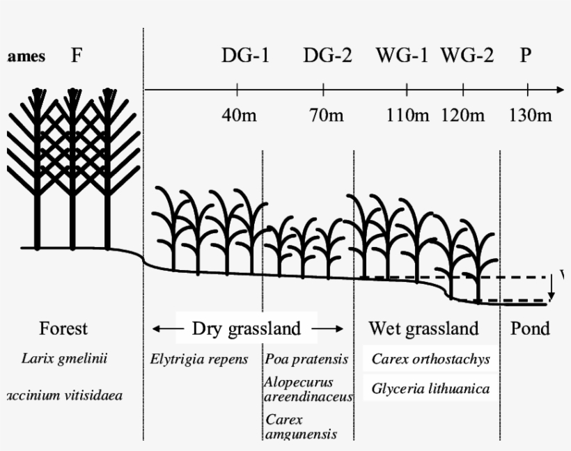 Description Of The Transect In The Neleger Alas Study - Illustration, transparent png #8917381