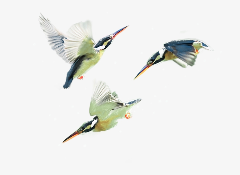 Therapy Services Teen Issues Kingfisher Birds - Coraciiformes, transparent png #8918710