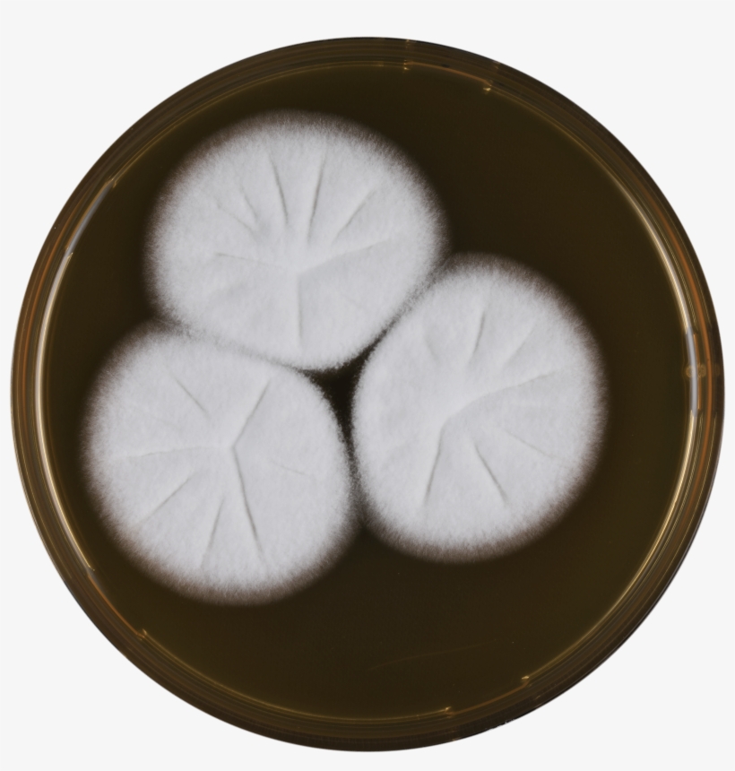 Aspergillus Assulatus Meaox - Dish, transparent png #8919445