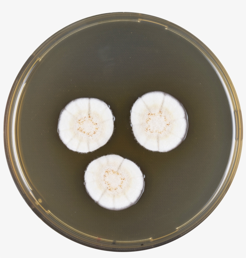 Aspergillus Frequens Meaox - Vegetable, transparent png #8919730
