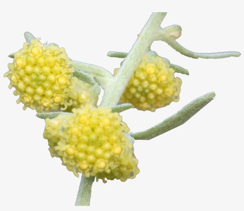 Buddleia, transparent png #8921321