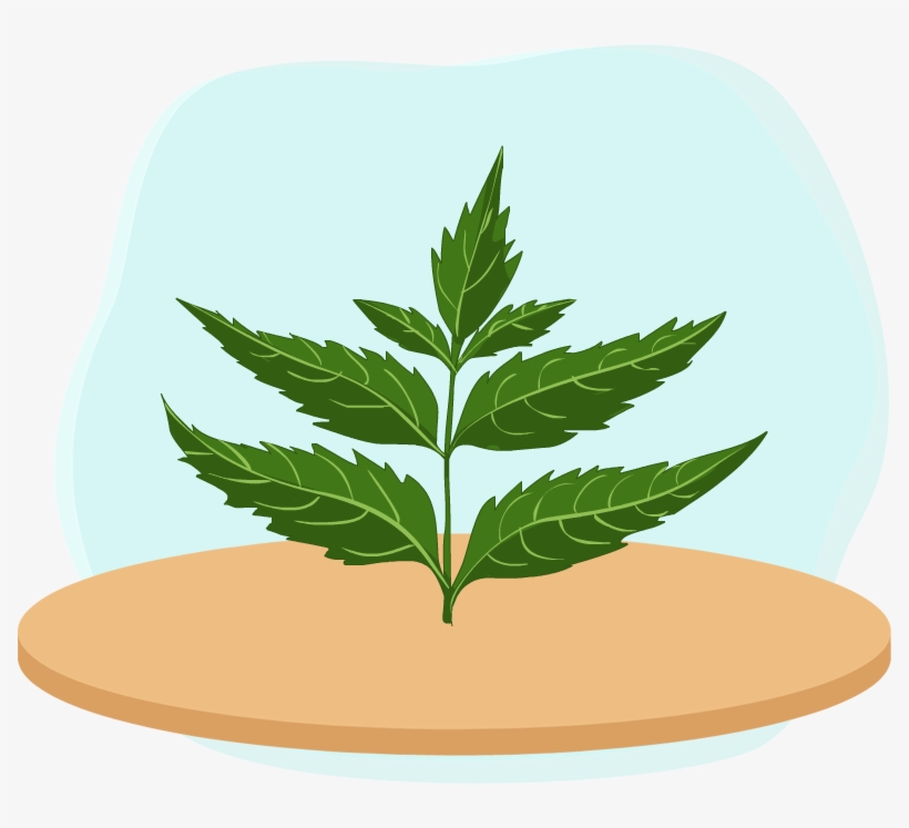 Neem Tree - Spearmint, transparent png #8922819