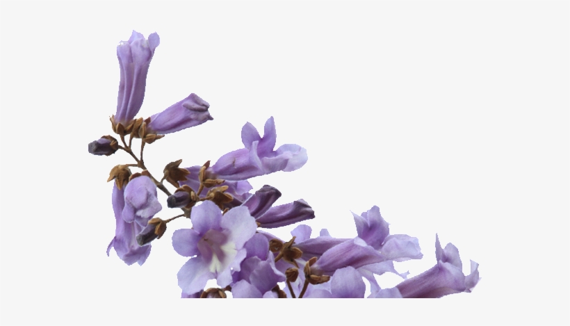 We Will Glide Through - Moth Orchid, transparent png #8923393
