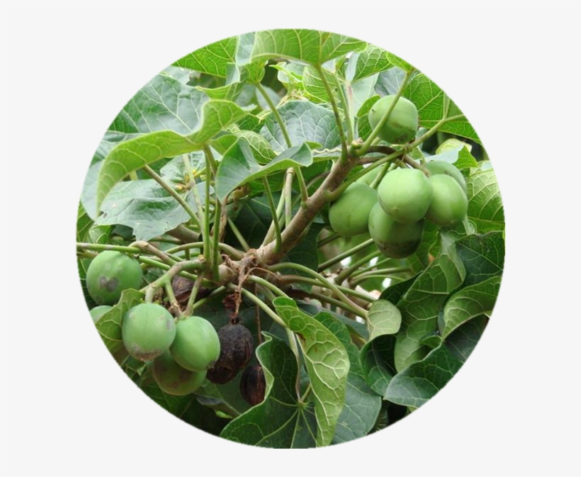 Azadirachtin Neem, Azadirachtin Neem Suppliers And - Chinaberry, transparent png #8923667