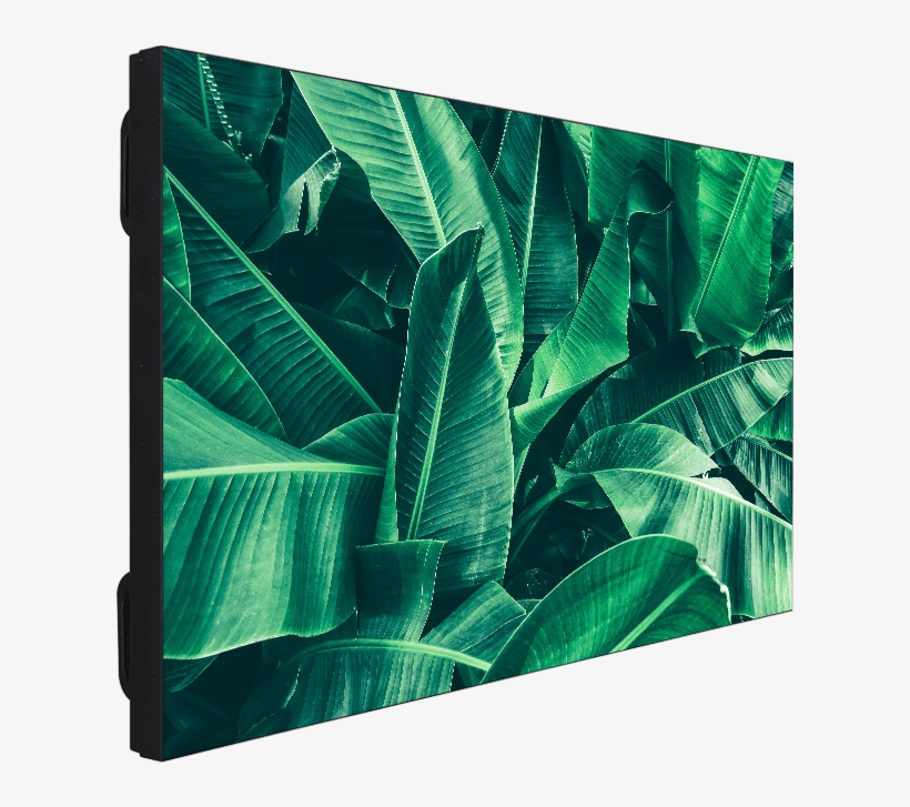 Vw55x503 - Palm Tree, transparent png #8924374