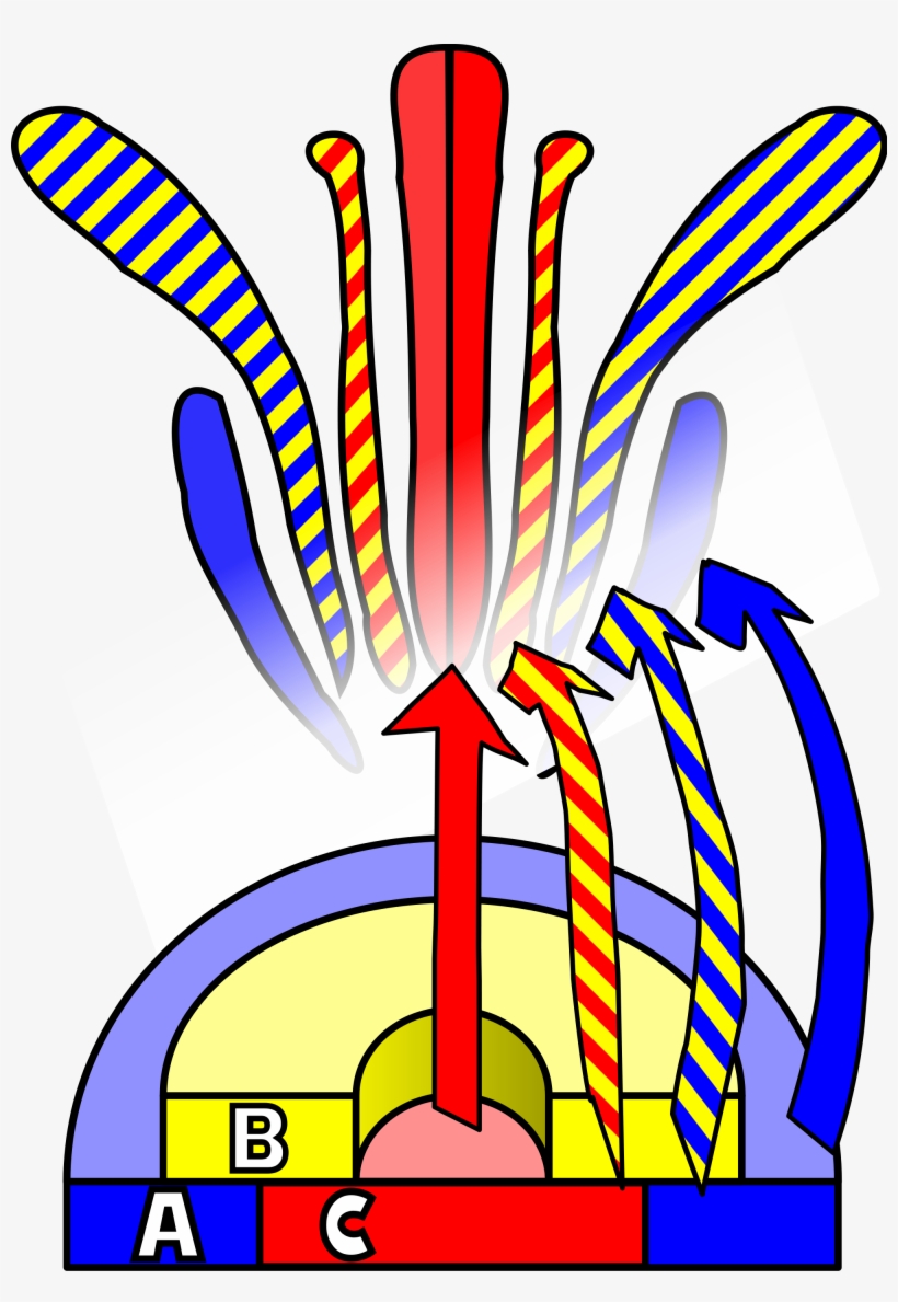 Shop And Stop Wedding Flowers - Abc Model Of Flower Development, transparent png #8925769