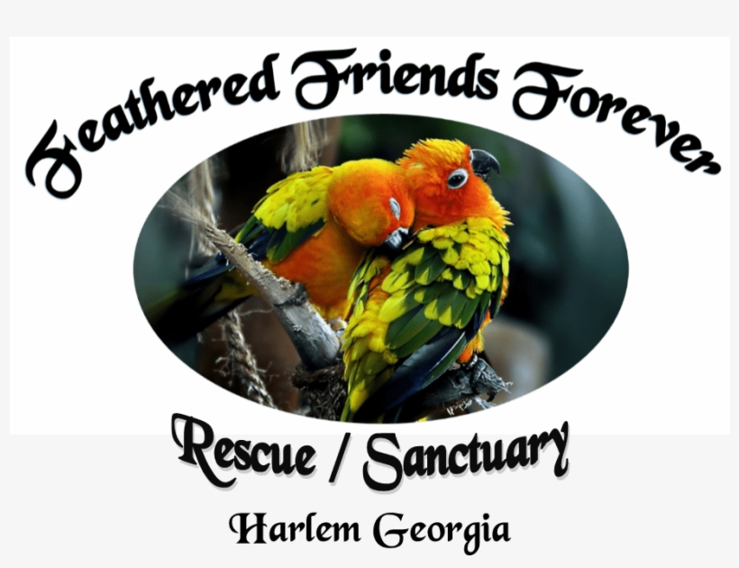 Feathered Friends Forever - Photo Caption, transparent png #8925771