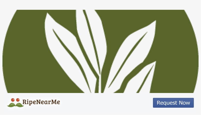 Agave, transparent png #8926334