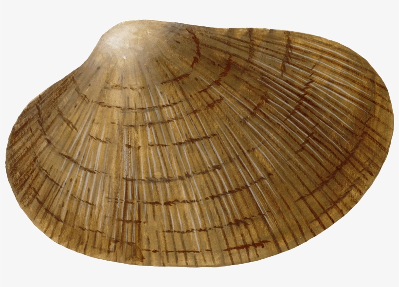 Clam-ruditapes Philippinarum El - Baltic Clam, transparent png #8926665