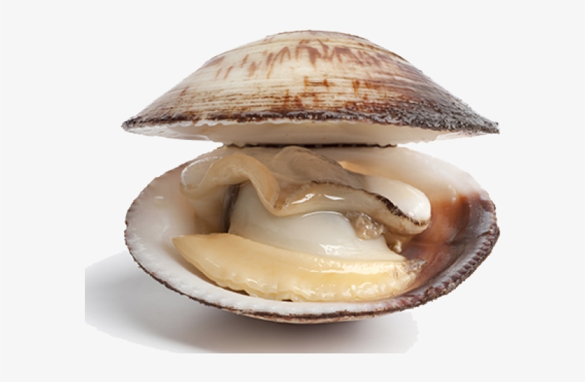 Difference Between A Clam, transparent png #8926699