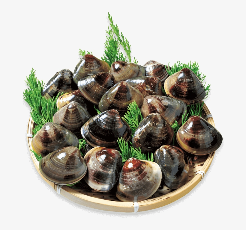 Kuwana's Famous Hamaguri Clams Are Known For Their - Clam, transparent png #8927163