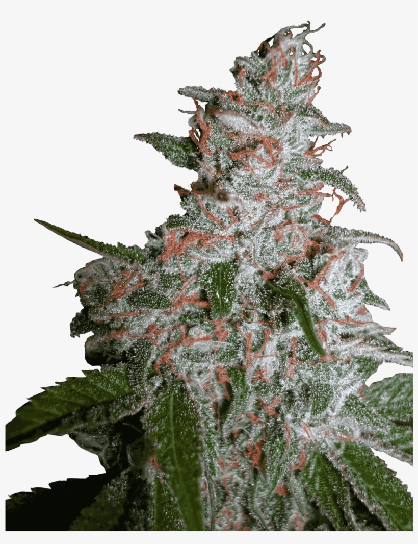 Northern Lights Moc - Northern Lights Cannabis, transparent png #8928397