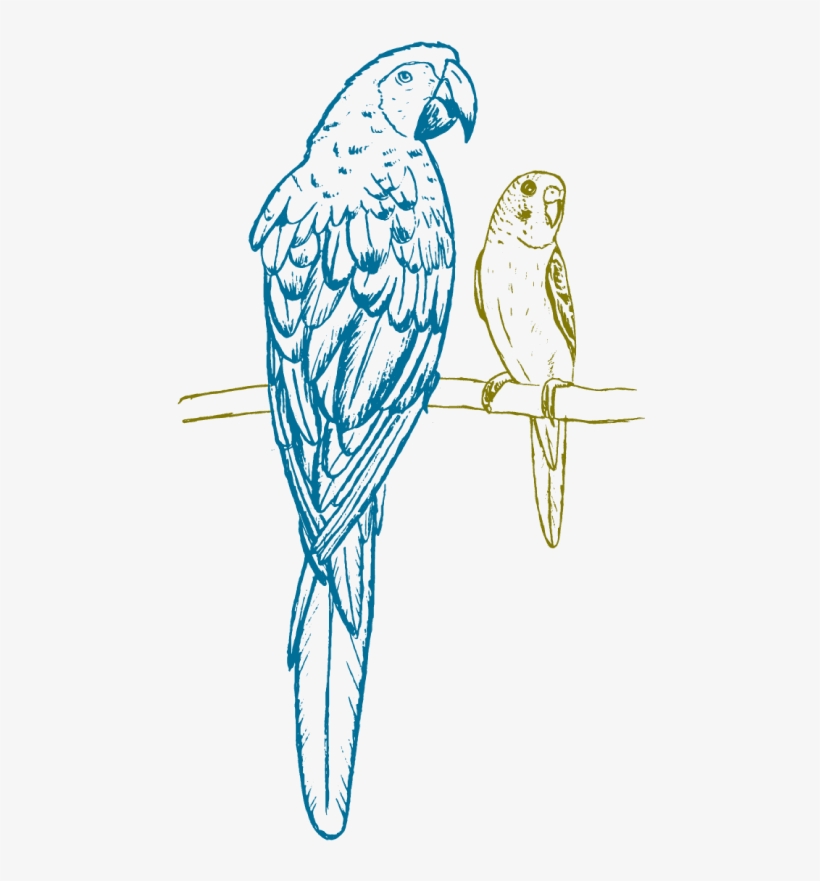 Macaw, transparent png #8934266