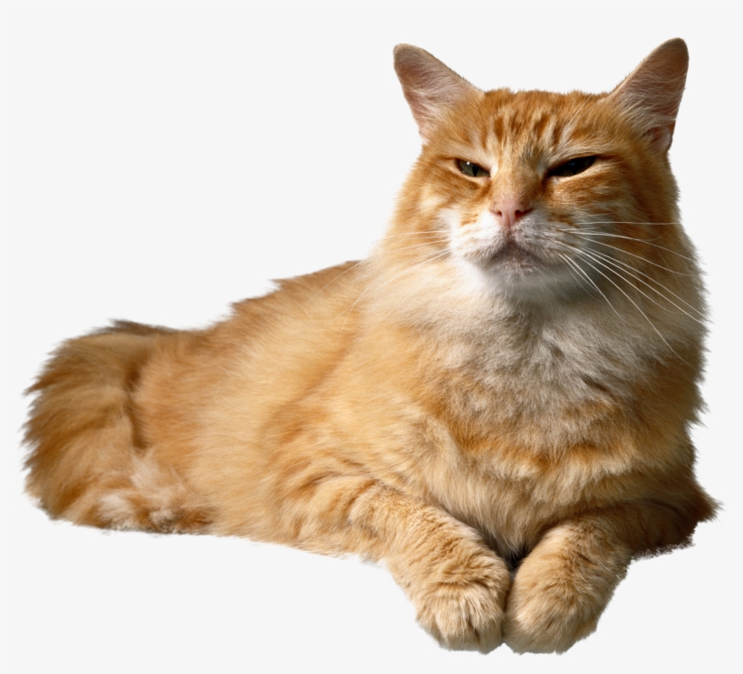 Cat Png Transparent, transparent png #8934457