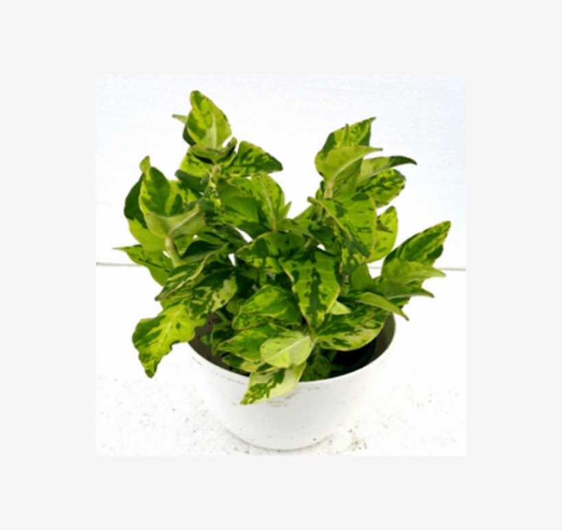 153304294393218892 Padilanthus Tithymaloide Silver - Flowerpot, transparent png #8934467