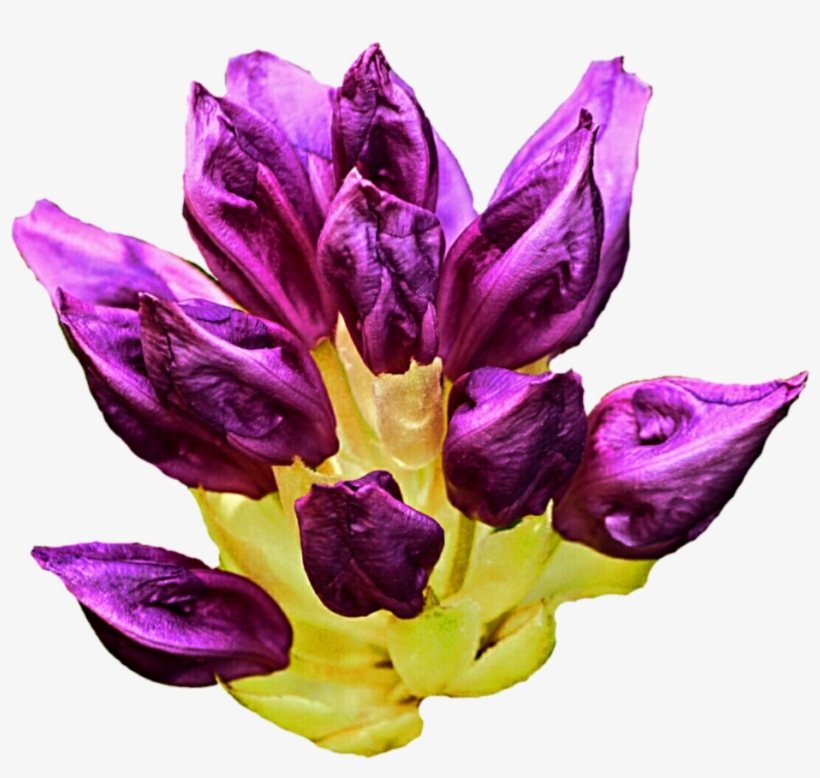 933 X 856 6 - Flower, transparent png #8934507