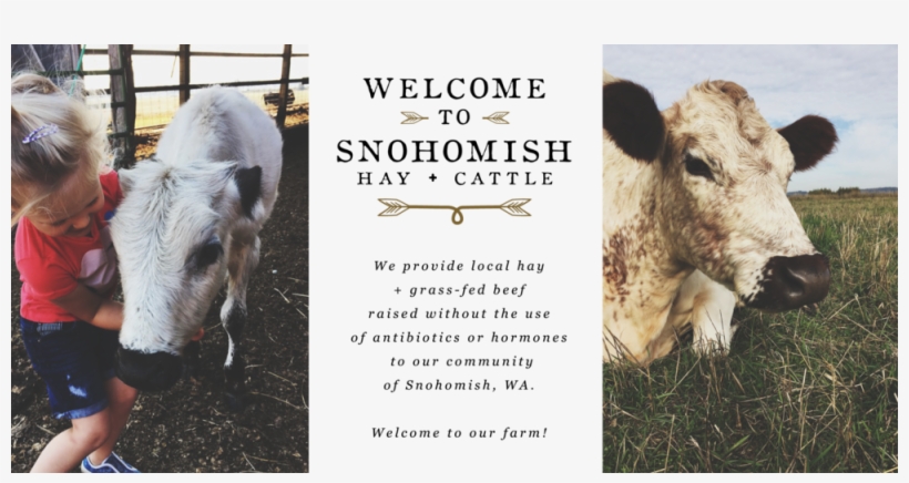 Banner - Dairy Cow, transparent png #8934754