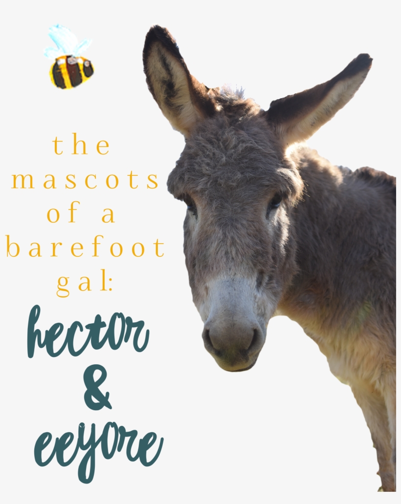 When You Follow This Blog New Posts Will Be Delivered - Burro, transparent png #8938141