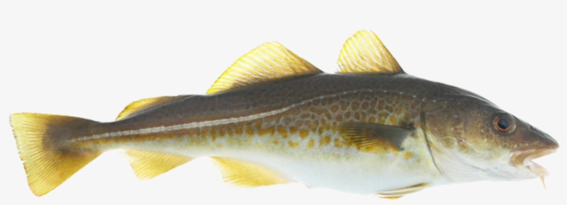 Fish Oil Made, transparent png #8938267