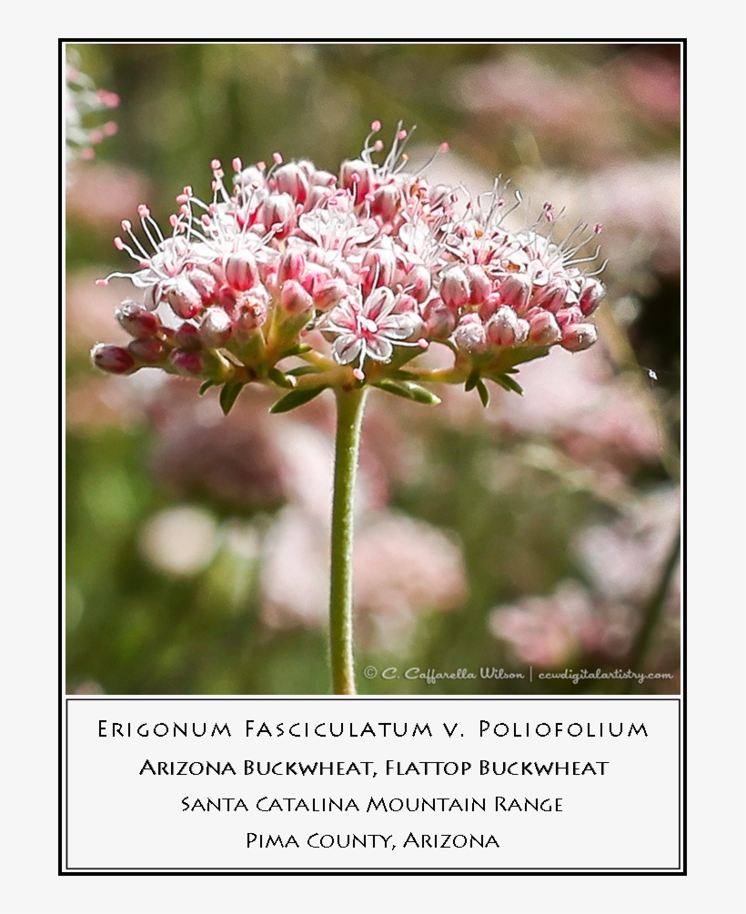 Swft01 - Brittlebush Swft02 - Buckwheat - Milkweed, transparent png #8938961