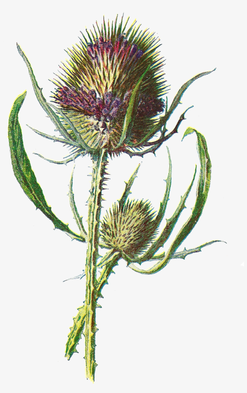 Free Digital Flower Clip Art - Teasel Clipart, transparent png #8939210