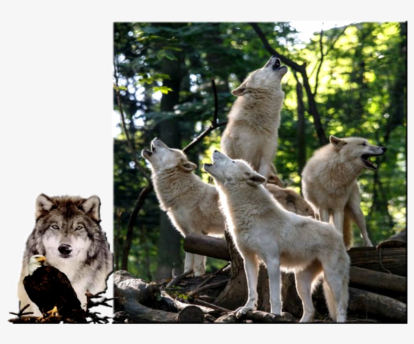 Обсуждение На Liveinternet - Wolf, transparent png #8941534