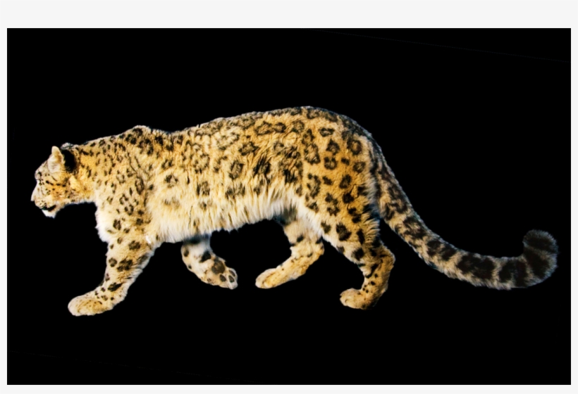 Complete Animal Free Png Collection, Free Pngs Has - Golden Mountains Of The Altai, transparent png #8943419
