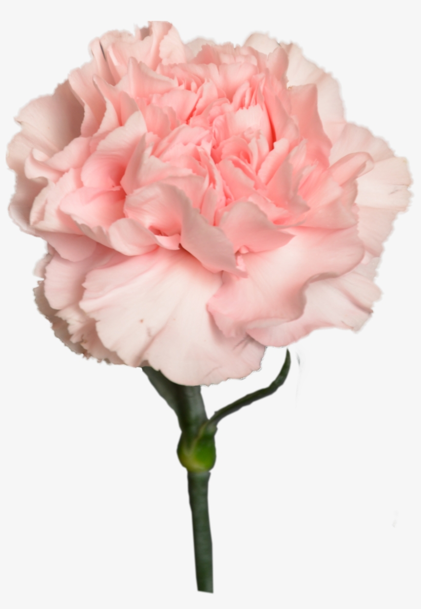 Carnation Peach Light Flower Shop Studio Flores - Carnation, transparent png #8944375