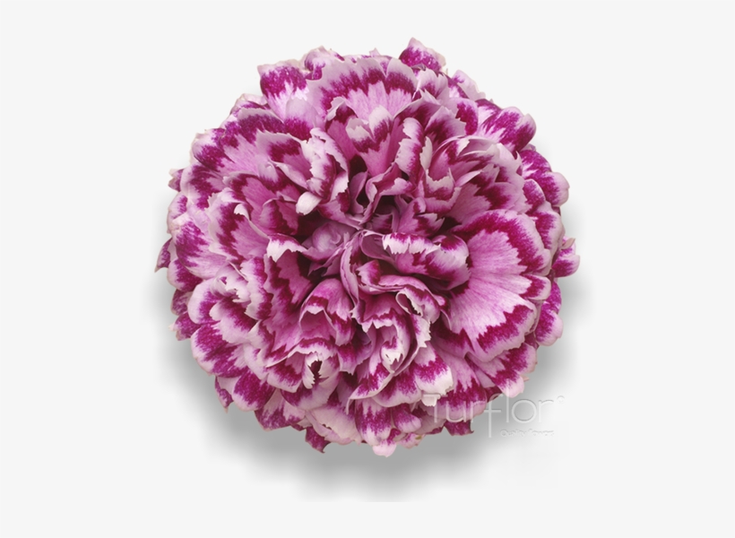 Antigua - Carnation, transparent png #8944410