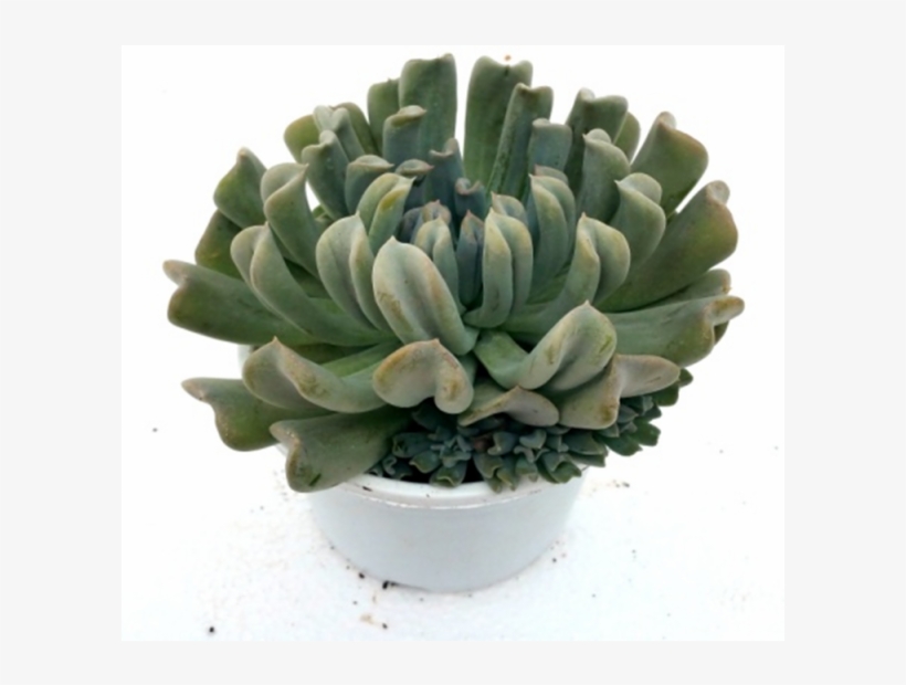 Echeveria Runyonii Topsy-turvy Succulent Plant - Flowerpot, transparent png #8944530