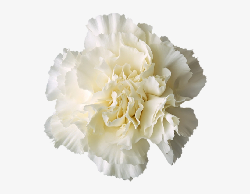 Delta Sigma Phi Flower - White Carnation No Background, transparent png #8944890