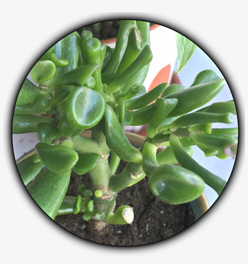 Succulents For Low Light Environments Green - Plantas Da Sorte Suculentas, transparent png #8944924