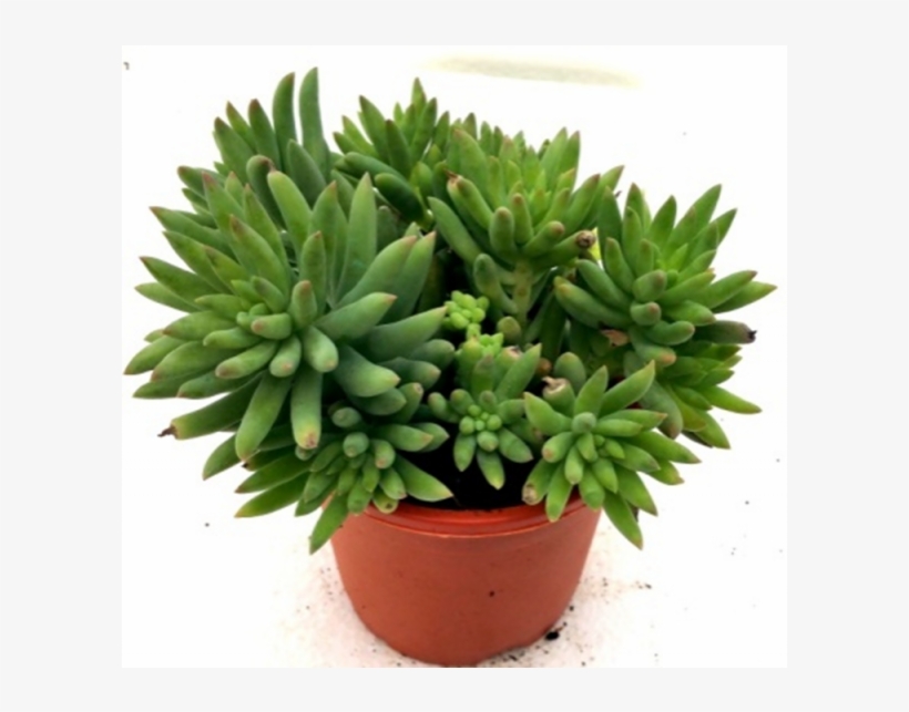Sedum Morganianum Succulent Plant - Bomba De Aceite Dakar 200, transparent png #8945057