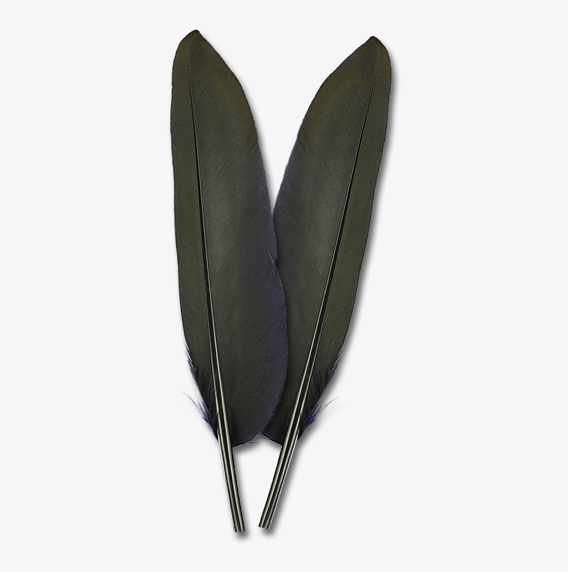 Duck Quills Duck Quills - Feather, transparent png #8945390