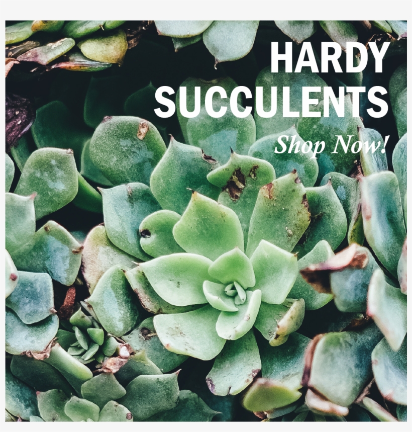 Agave, transparent png #8945486