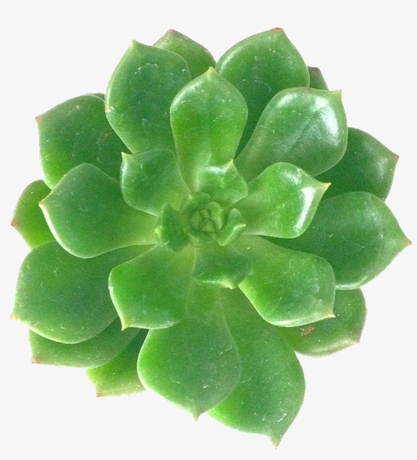 Succulents Sticker - White Mexican Rose, transparent png #8945576