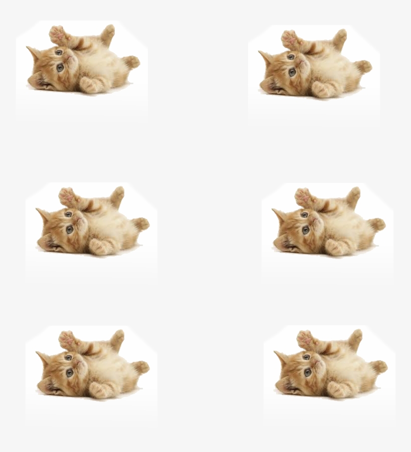 1 - Cute Ginger Kittens, transparent png #8945658