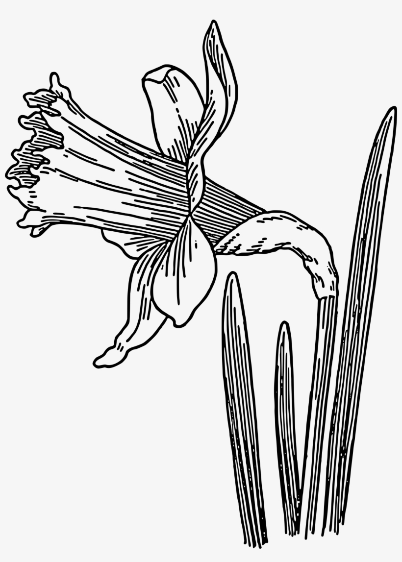 Big Image - Daffodil Clipart Black And White, transparent png #8945775
