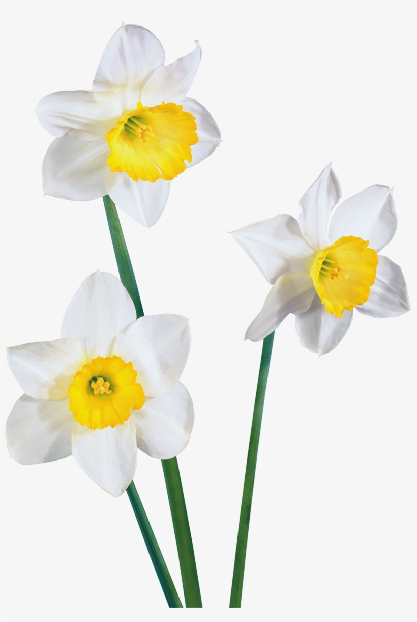 1500 X 2162 1 - White Flowers, transparent png #8946082