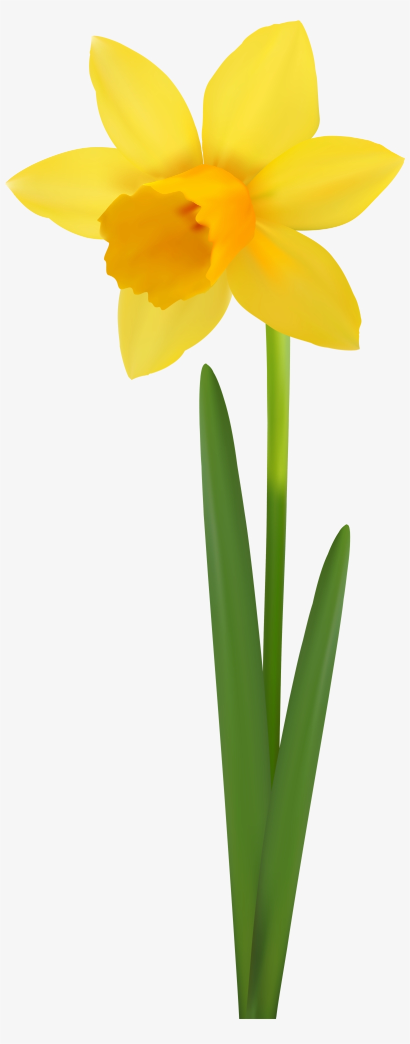 Daffodil Flower Transparent Image - Narcissus, transparent png #8946165
