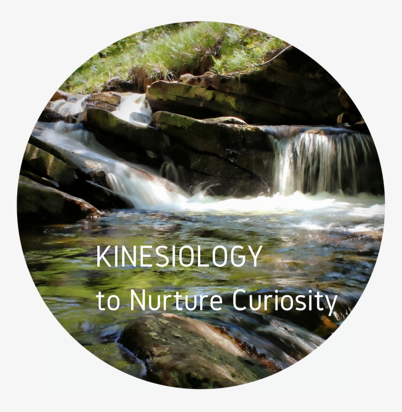 Kinesiology To Nurture Curiosity - Tributary, transparent png #8947642