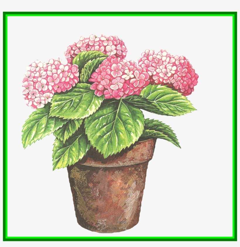 Hydrangea Flower Clipart - 盆栽 油畫, transparent png #8947851