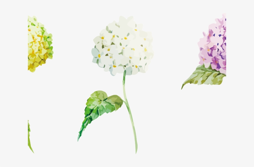 Hydrangea Clipart Plant Png - Lantana Camara, transparent png #8947991