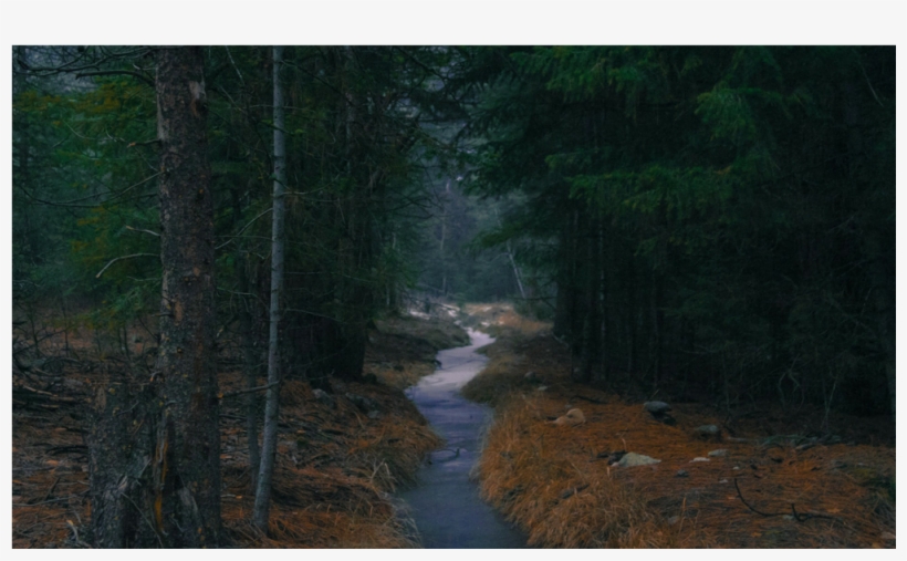 Score 50% - Spruce-fir Forest, transparent png #8948221