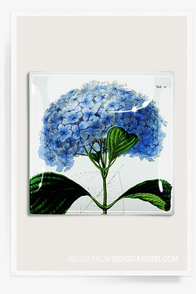 Blue Hydrangea Decoupage Glass Tray - Hydrangea, transparent png #8948424