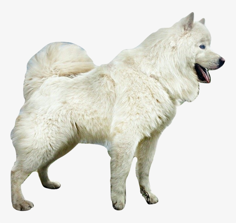 Puppies, Samoyed, Png V - American Eskimo Dog, transparent png #8948780