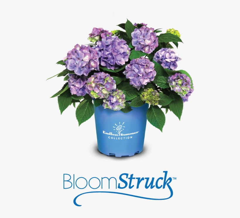 Bloomstruck Endless Summer Are Known To Bloom - Bouquet, transparent png #8948822