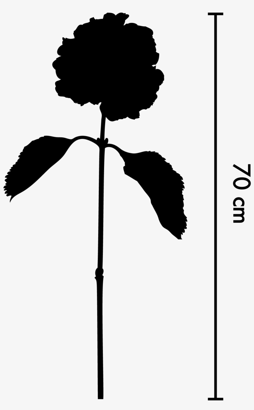 Size - Silhouette, transparent png #8948905