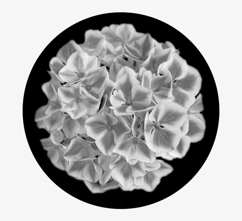 Hydrangea - Artificial Flower, transparent png #8949046